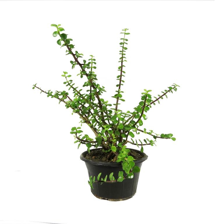 کراسولا خرفه ای